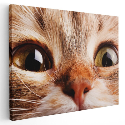 Tablou portret pisica maro detaliu pisici Tablou canvas pe panza CU RAMA 70x100 cm foto