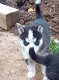 Husky Siberian cautam familie iubitoare la curte