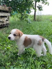 Pui de catel- mix ciobanesc belgian foto