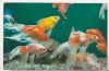 Bnk cp Constanta - Acvariul - Carassus auratus auratus - uzata, Circulata, Printata