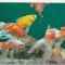 bnk cp Constanta - Acvariul - Carassus auratus auratus - uzata