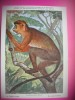 HOPCT 6225 COLUB ROSU-COLOBUS BADIUS -MAIMUTE-FAUNA AFRICA-CP CHROMO LITHO -MUZEUL REGAL STIINTE NATURALE BELGIA-NECIRCULATA, Printata