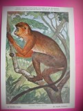 HOPCT 6225 COLUB ROSU-COLOBUS BADIUS -MAIMUTE-FAUNA AFRICA-CP CHROMO LITHO -MUZEUL REGAL STIINTE NATURALE BELGIA-NECIRCULATA, Printata