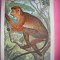 HOPCT 6225 COLUB ROSU-COLOBUS BADIUS -MAIMUTE-FAUNA AFRICA-CP CHROMO LITHO -MUZEUL REGAL STIINTE NATURALE BELGIA-NECIRCULATA
