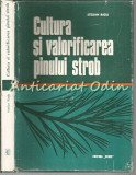 Cultura Si Valorificarea Pinului Strob - Stelian Radu