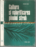 Cumpara ieftin Cultura Si Valorificarea Pinului Strob - Stelian Radu