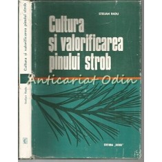 Cultura Si Valorificarea Pinului Strob - Stelian Radu