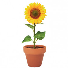 Floarea soarelui, ghiveci ceramica si seminte de plantat
