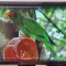 MONITOR BENQ G2320HDBL MODEL ET-0032-T 23&quot; Wide TFT