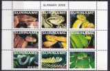 SURINAME 2008 FAUNA REPTILE SERPI