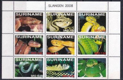 SURINAME 2008 FAUNA REPTILE SERPI foto
