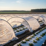 Folie tunel termic 15 microni 0,8 x 2500 m