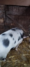 V&amp;acirc;nd porc foto
