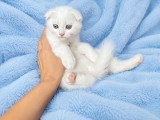 Motănel alb Scottish Fold, cu Pedigree