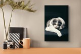 Tablou Canvas, "Pisica cu privire contemplativă", Pisică, Blană, &Icirc;ntunecat, Privire, Relaxare, 26 x 39 cm, CMCLASS