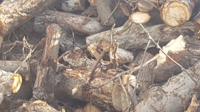 Vand lemne pentru foc foto