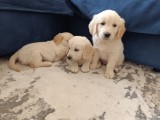 Puiuti golden retriever de vanzare