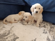 Puiuti golden retriever de vanzare
