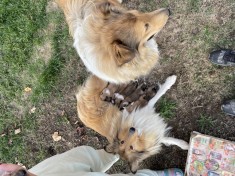 Caine Rough Collie foto