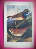 HOPCT 6305 LUSCINIA SVECICA CYANECULA -PASARI DE APA -FAUNA EUROPA-CP CHROMO LITHO -MUZEUL REGAL STIINTE NATURALE BELGIA-NECIRCULATA, Printata