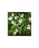 Lamaita - iasomie ( Philadelphus coronarius ) 50-80 cm, radacina libera, Oem