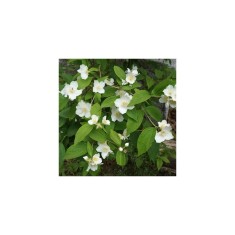 Lamaita - iasomie ( Philadelphus coronarius ) 50-80 cm, radacina libera