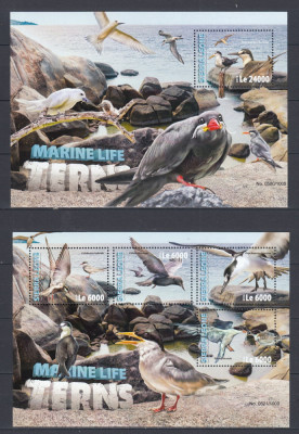 Sierra Leone 2016 - Fauna Marina - PASARI ACVATICE - BL + KB - MNH foto