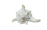 COCHILIE MELC RAMOSE MUREX