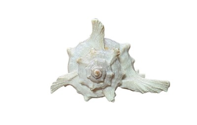 COCHILIE MELC RAMOSE MUREX foto