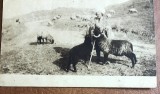 CPISTR5 Carte Postala Veche Cioban Cu Oi Colectia A Bellu Cartea Romaneasca Rar