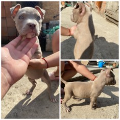 Vand Pui Amstaff Blue foto