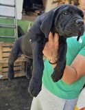 Femela cane corso 7 săptăm&acirc;ni