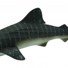 Balena rechin - Collecta