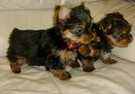 Yorkshire Terrier De Vanzare Ieftin Cumpara Cu Incredere De Pe