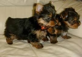 Yorkshire Terrier De Vanzare Ieftin Cumpara Cu Incredere De Pe