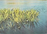 Bnk cp Muzeul Delta Dunarii Tulcea - Plante - Foarfeca baltii - necirculata, Printata