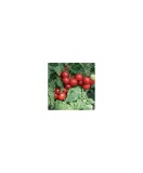 Planta Roșii tip totem, planta pomodoro tipo totem, ghiveci de 10 cm
