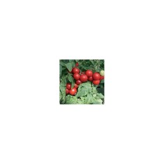 Planta Roșii tip totem, planta pomodoro tipo totem, ghiveci de 10 cm