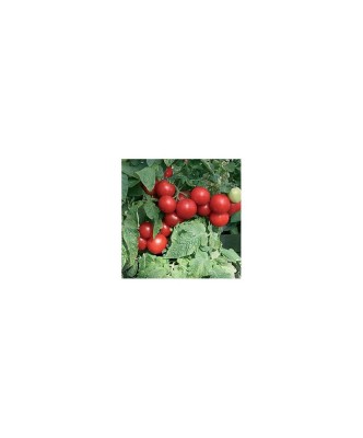 Planta Roșii tip totem, planta pomodoro tipo totem, ghiveci de 10 cm foto