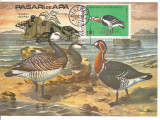 No(2) ilustrata maxima-PASARI DE APA -Gasc cu obrazul alb, Romania de la 1950, Natura