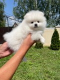 pomeranian mini toy