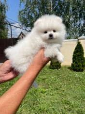 Pomeranian rasa pura