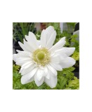Anemone, Coronaria Mount Everest, Alb, 5/6, 1 Bulb