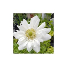 Anemone, Coronaria Mount Everest, Alb, 5/6, 1 Bulb