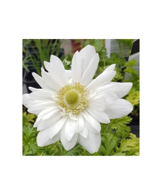 Anemone, Coronaria Mount Everest, Alb, 5/6, 1 Bulb foto