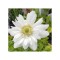 Anemone, Coronaria Mount Everest, Alb, 5/6, 1 Bulb