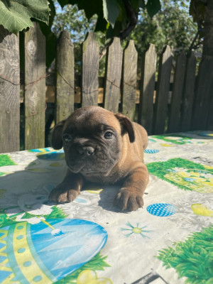 Bulldog Francez foto