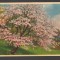 CPIB 20808 FELICITARE - POM INFLORIT - PHOTO-CHROMIE, HB