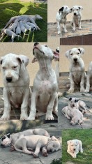 Dog argentinian foto