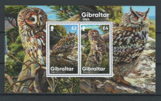 Gibraltar 2020 MNH, nestampilat - Mi. bl 143 - Bufnite, pasari, fauna foto